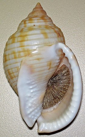 Vista inferior da concha de S. undulata; espécime de museu da Flórida (EUA). Com opérculo.