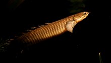 Stalked fins like those of the bichirs can be used for terrestrial movement Senegalus.jpg