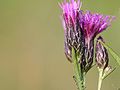 Serratula tinctoria: detail of the inflorescense, Photo by Kristian Peters