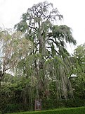 Cercidiphyllum japonicum