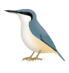 SittaTephronota.svg