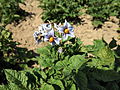 Solanum tuberosum Blaue Viola (03) .jpg