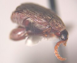 Acanthoscelides obtectus