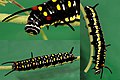 Stiped tiger caterpillar