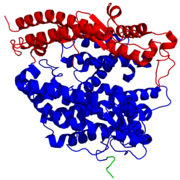 인간 ACE2의 도메인 - 아연 메탈로펩티다제 도메인은 하위 도메인 I (붉은색)과 II (파란색)로 이루어져있다. C 말단 콜렉트린 (collectrin) 상동성 도메인은 초록색으로 나타냈으며, 여기서는 절반만 보인다.