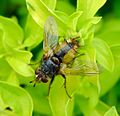 Tachina fera