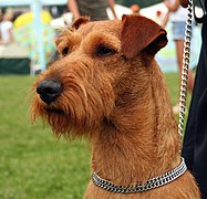 Terrier irlandez