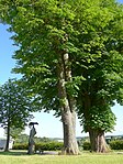 2 Rosskastanien bei der Statue des Hl. Johannes v. Nepomuk