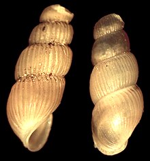 Truncatella scalarina