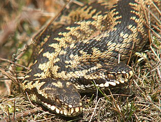 Šarka (Vipera berus)