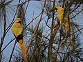 Parrot bird sanctuary, chandigarh, India