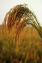 American long-grain rice plants.