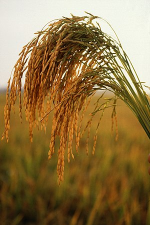 Fungus Protects Rice from Challenges of Climate Change