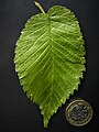 Leaf with £1 coin