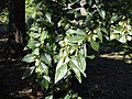 Foliage of 'Dynasty', Raulston Arboretum (North Carolina State University)