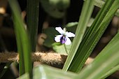 Цветок Viola abyssinica