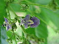 Vitex cannabifolia1. jpg