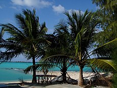 Beach, with palm trees in the foreground