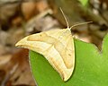 ? Drepanidae