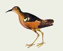 A 1777 illustration of the Moorea Sandpiper (Prosobonia ellisi) by Ellis.