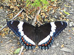 Sous-espèce Limenitis arthemis arthemis.