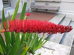 Inflorescência de Xeronema callistemon.