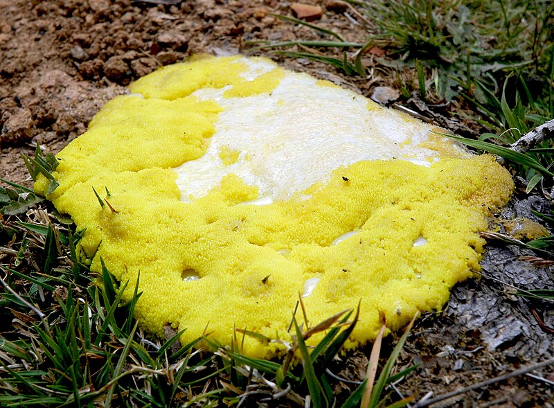 File:Yellow slime mold.jpg