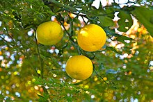 Photo couleur de trois fruits dans un arbre.