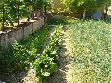 Плодоред посаден со блитва во градина со Драчево