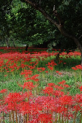 辻のヒガンバナ群生地