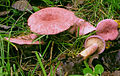 1999-09-02 Lactarius lilacinus (Lasch- Fr.) 
 Fr 73825 crop.jpg