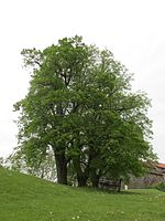 3 Linden hinter der Burg Fürsteneck