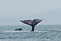 Cavorting whale in northwestern part of Sea of Okhotsk[63]