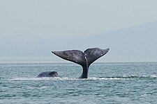 弓頭鯨伸出海面的尾葉，2014年攝於鄂霍次克海西部沿岸水域