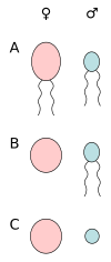 Different forms of anisogamy:A) anisogamy of motile cells, B) oogamy (egg cell and sperm cell), C) anisogamy of non-motile cells (egg cell and spermatia).