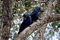 Arara-azul-grande Anodorhynchus hyacinthinus em guanandi