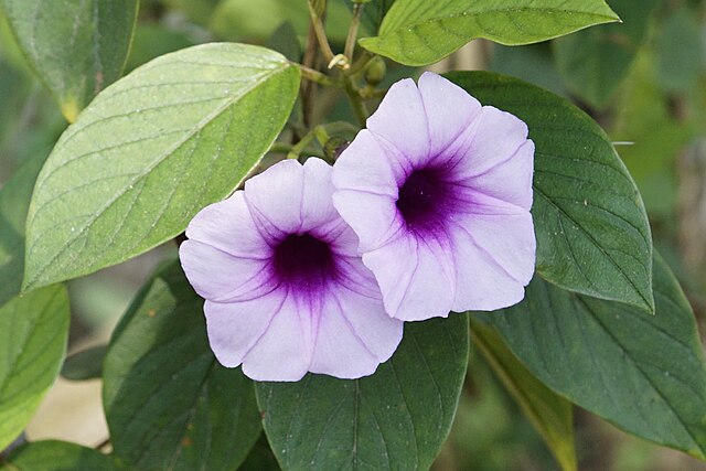 fleur en dégradé rose clair au bord de la corolle, violet foncé au cœur