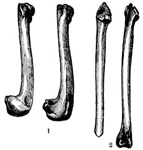 Il·lustració de dos húmers (1) i dues tíbies (2), ossos de gavot gegant descoberts pels arqueòlegs en una antiga cuina a Caithness