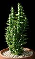 Austrocylindropuntia subulata0. jpg