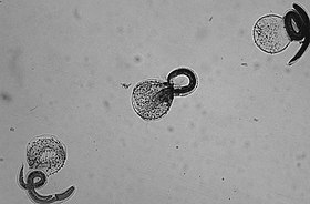 Larvas de B. procyonis recém-eclodidas