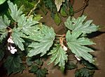 Miniatura para Begonia aconitifolia