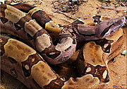 Boa constrictor, Boa constrictor