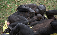 Femelle bonobo allongée, embrassant son bébé