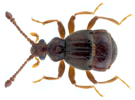 Brachygluta fossulata