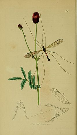 Tipula (Dendrotipula) flavolineata