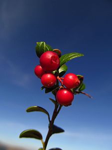 Vaccinium vitis-idaea на вриштинама са Bruckenthalia spiculifolia на Бесној кобили