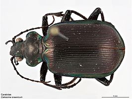 Calosoma oceanicum