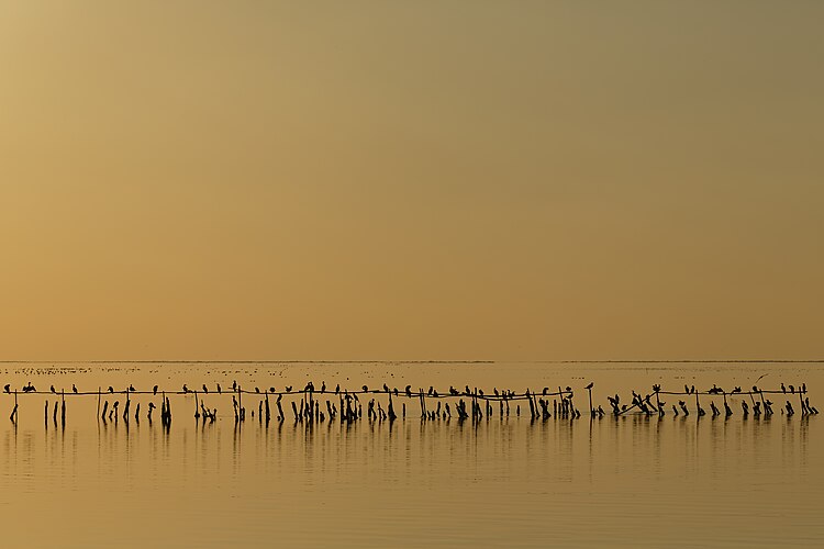 Большие бакланы (Phalacrocorax carbo) в вечерних сумерках на лагуне Ваккаре в региональном природном парке Камарг (Франция)