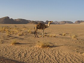 Dromadaire dans le Tassili n'Ajjer en 2017.