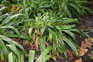 Vejbredstar (Carex plantaginea) Foto: Krzysztof Ziarnek